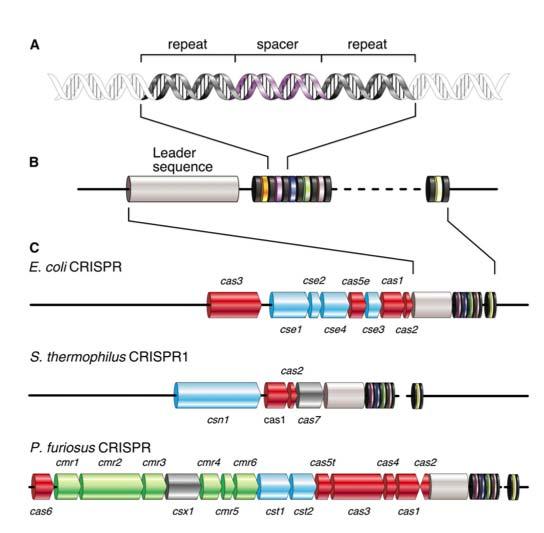 Figur 1. CRISPR loci anatomi. A,B: Leadersekvens uppströms om repetitiva sekvenser (svart) och spacers (färg).