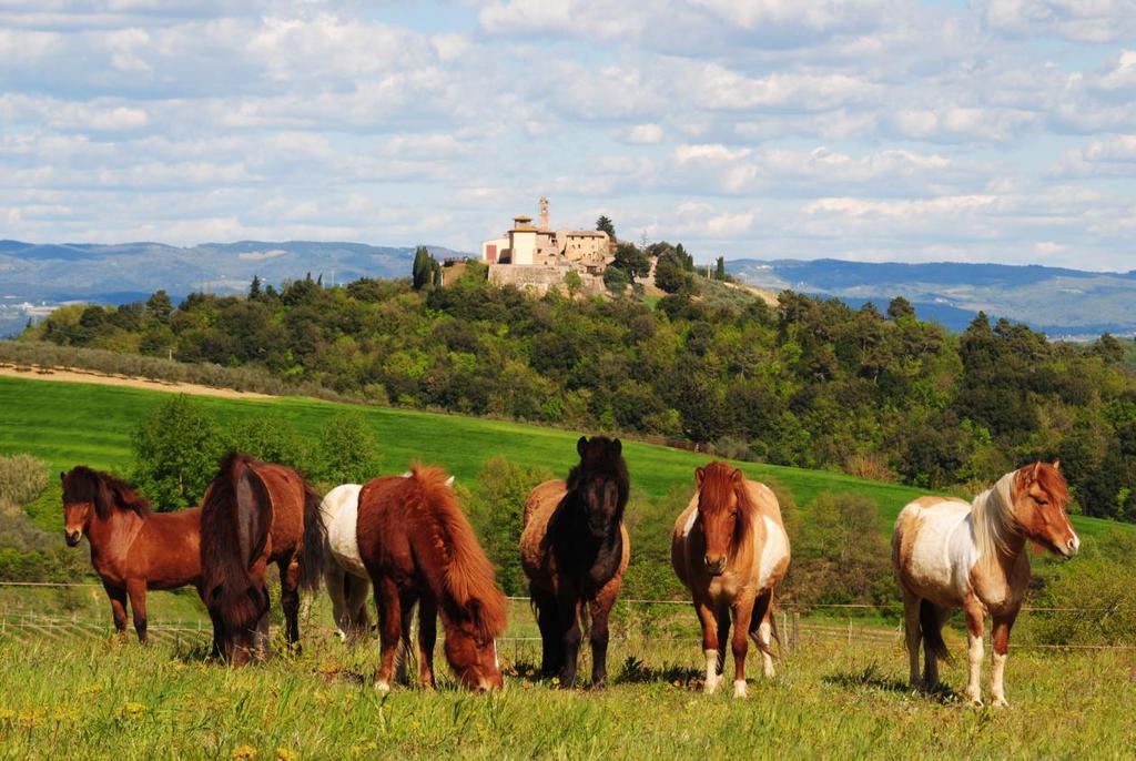Linnea har räddat en del hästar från Bergamo där signor Borra använde hästarna för att hålla landskapet öppet.