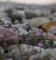 LÖRDAG 21 JULI Spring på alvar - Gösslundaleden Friskvård, natur och kultur i skön förening. Delta på en ca 8 km lugn löpning med stopp för guidning och löpteknikövningar.