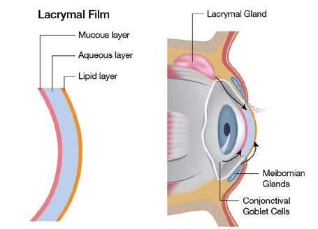 För att bibehålla optimal komfort: Tårfilmen är en del av ögats optiska komponenter.