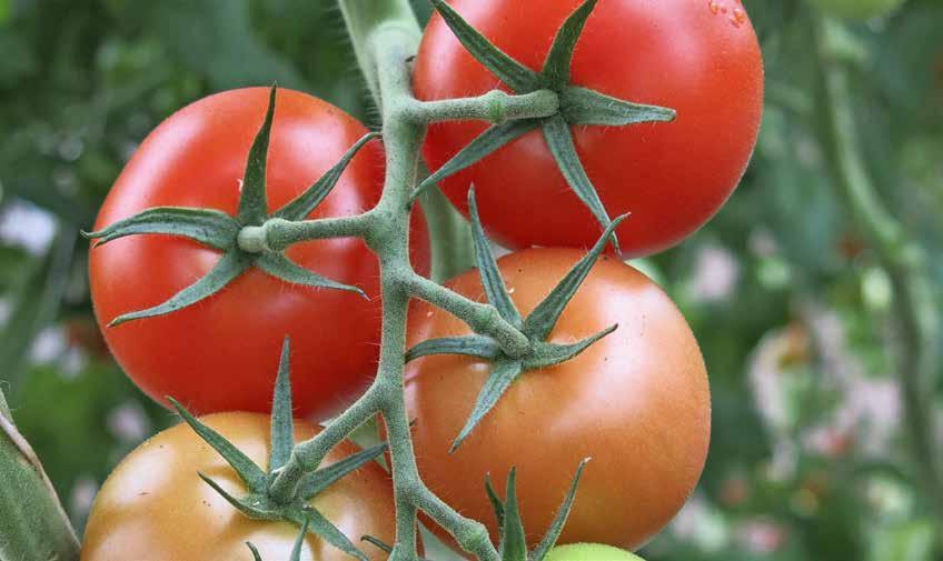 Tabell 4b.. Ekologisk tomatodling, 10 000 m 2, runda tomater. Moment arealbundet skördebundet summa Övrigt arbete tim 1 208 Pincering/nedläggning tim 2 648 Avbladning tim 1 140 Tillsyn, gödsling m.m. tim 2 080 Skörd/packning tim 3 549 Försäljning tim Transporter externt tim Summa tim 7 076 3 549 10 625 Självkostnadspris som funktion av skördenivå 24.