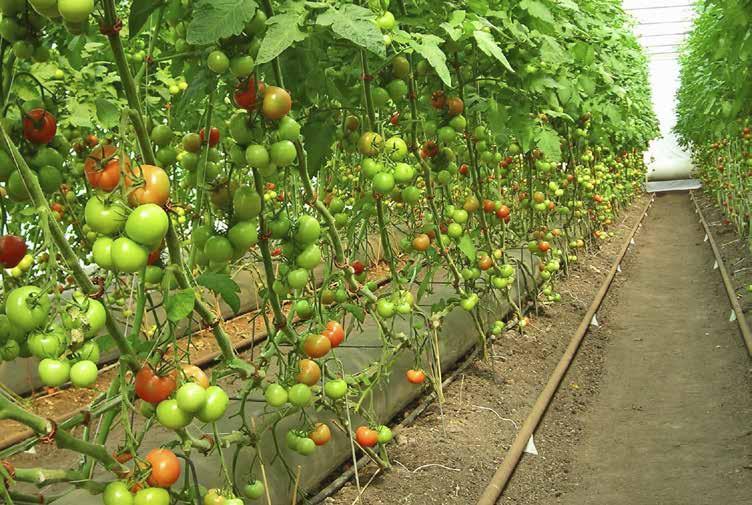 Tabell 6b.. Mindre ekologisk tomatodling, 2 000 m 2, runda tomater. Moment arealbundet skördebundet summa Övrigt arbete tim 252 Pincering/nedläggning tim 655 Avbladning tim 261 Tillsyn, gödsling m.m. tim 496 Skörd/packning tim 953 Försäljning Transporter externt tim tim Summa tim 1 664 953 2 616 33.