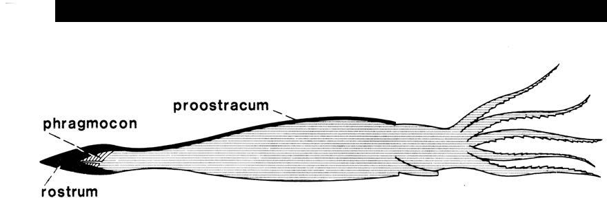 KRISTER BROOD: Tors viggw Fig. 2. Ett rvärsnill av en belemnit som visar skakis läge. Loligo Sepia _,..,, ---...,,. belemnit Fig. 3. Skalers utseende hos rvå nutida bläckfiskar och en belemnit. Fig. 4.