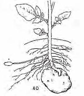 Rötter börjar bildas Stjälk börjar utvecklas Skott växer mot markytan, bladanlag anläggs i bladveck där stoloner senare kommer att växa ut.