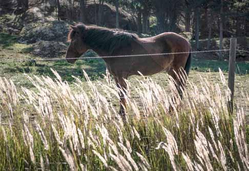 Foto: Malin Holestad/SvD Hästar på sommarbete bidrar inte eller i mycket liten omfattning till näringsbelastning på omgivande vatten. Dessutom hjälper de till att hålla landskapet öppet.