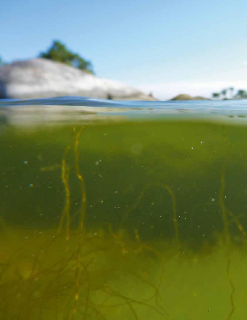 Övergödning en stor utmaning för Östersjön Foto: Per Bengtson/Grön idé I Östersjön är övergödning ett utbrett problem som försämrar vattenkvaliteten, påverkar växt- och djurliv och orsakar syrebrist
