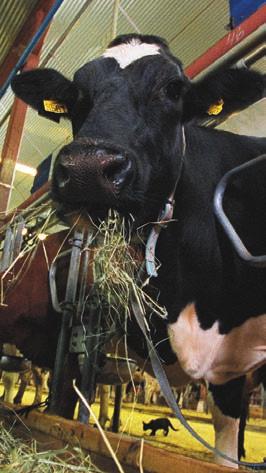 Feedtech Silage F DeLaval Sales AB Box 1, 17 1 Tumba Tel 08-550 9 00, Fax 08-550 339 15 e-post sverige.info@delaval.