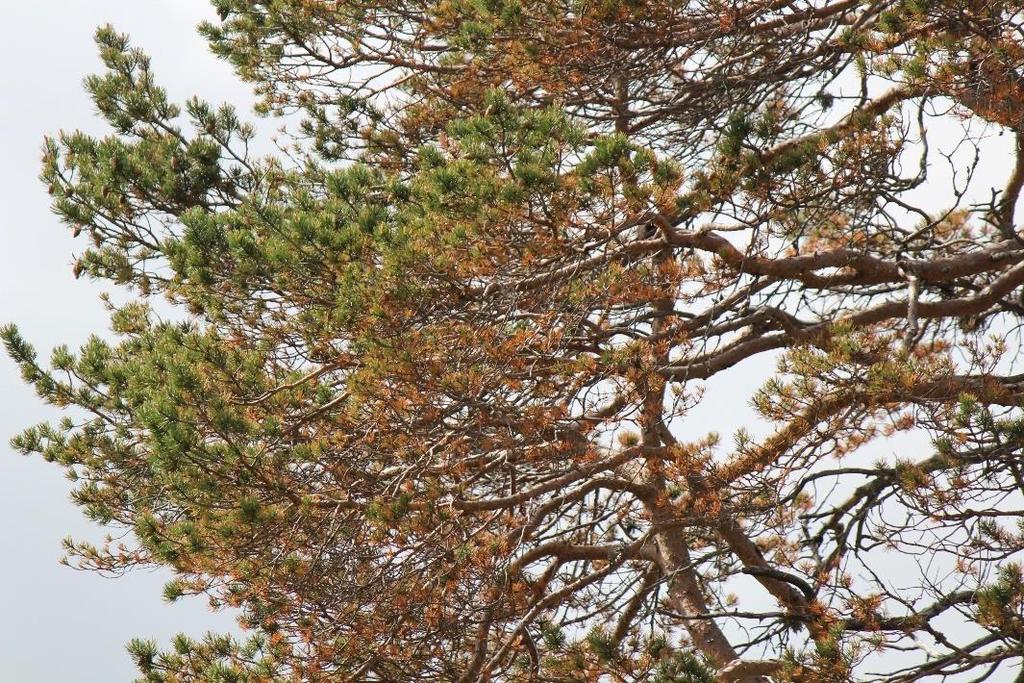 Skogsstyrelsen 3(8) I Sörmland var det en hel del torkskador på plantskog efter den torra våren och sommaren men det är stor lokal variation beroende på väderbetingelser.