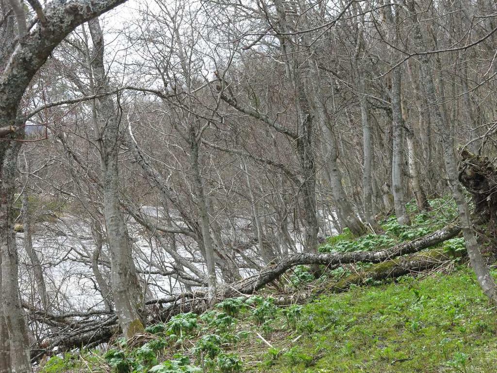 2. Örtrik lövskog vid Ljusnan Foto 2. Längs stranden av Ljusnan växer örtrik lövskog, delvis dominerad av gråal.