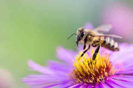 Alla får plats i vår stora organisation Biodlarna! Medlemsantalet i Biodlarna växer för varje dag. Fler och fler går kurser, skaffar bin och jagar varroa!