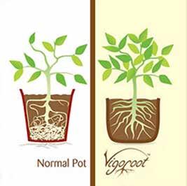 Med friska och starka rötter kan växten enklare ta upp alla viktiga näringsämnen och det vatten den behöver.