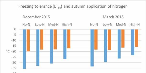 Figur 4. Temperaturen ( C) som dödade 50% av försöksplantorna (LT50). krypven (A.stol) och vitgröe (P.annua) samlades in från en golfgren som hade gödslats med fyra olika givor av kväve (0, 2.8, 5.