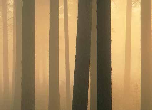 0922-611 51 Öppettider: Mån-fre 9-17, Lördag 10-14 Norra Skogsägarnas industrier behöver mer virke Vi vill köpa ditt virke Norra Skogsägarnas erbjudande vänder sig till alla skogsägare som vill