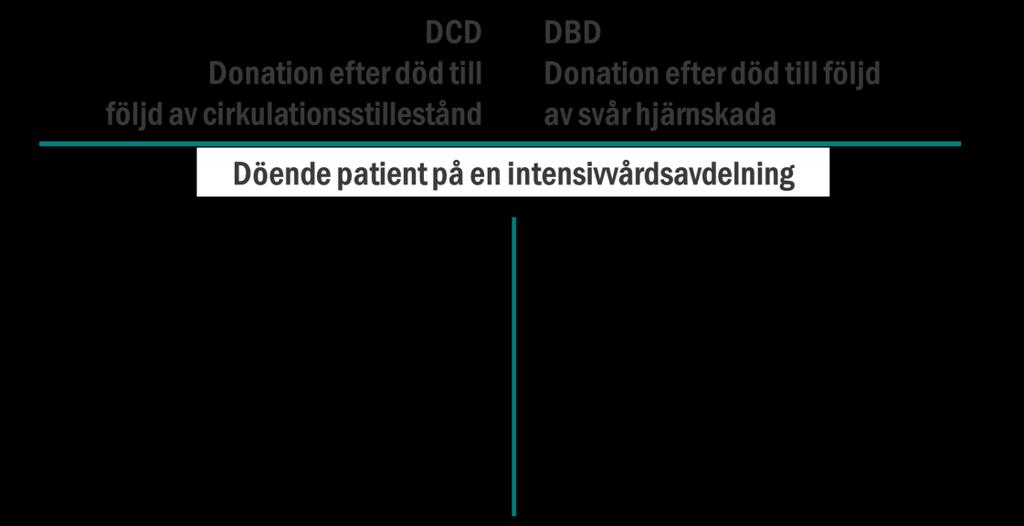 Vid DCD: Vanligast med njurar Donationsprocessen vid DCD och DBD liknar på många sätt varandra.