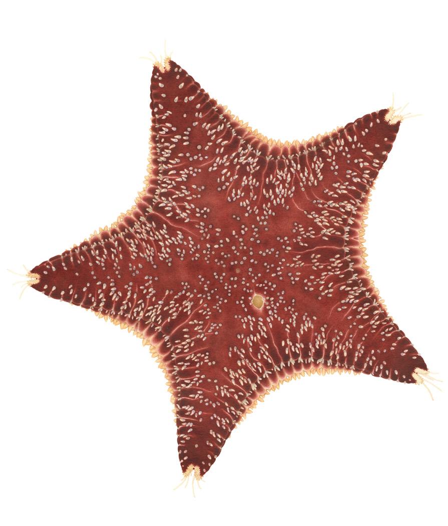 Kuddsjöstjärna Porania pulvillus NT Diameter upp till 13 cm. Översidan är kraftigt röd eller rödbrun med små framträdande hudgälar som kan vara vita eller gula. Undersidan är vit eller gulvit.