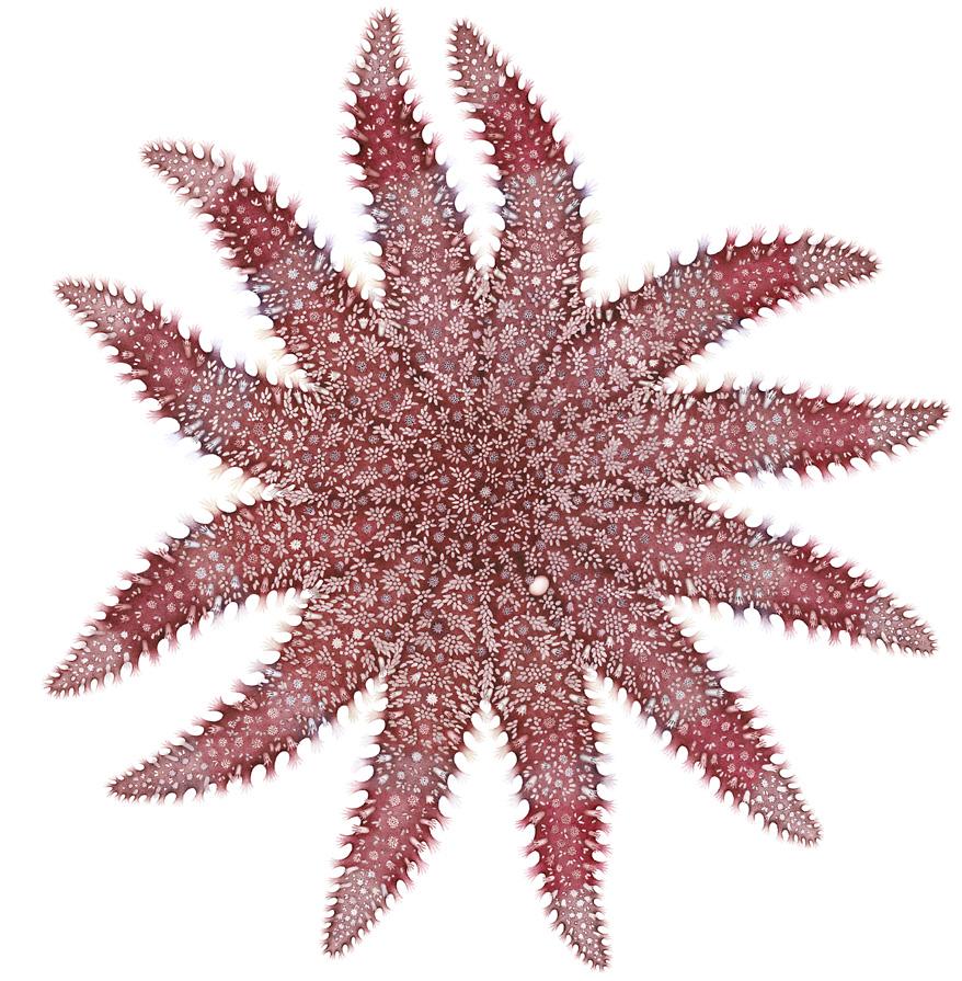 Röd solsjöstjärna Crossaster papposus LC Diameter upp till 35 cm. Antalet armar varierar men är oftast mellan 8 och 16.