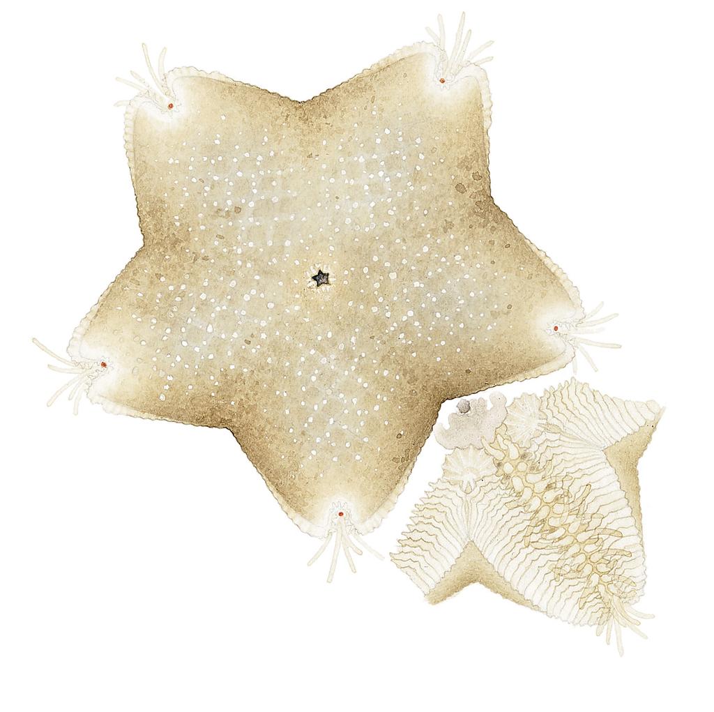 Femhörnig knubbsjöstjärna Pteraster pulvillus VU En liten art med en diameter på upp till 4 cm. Översidan är ofta grågul och undersidan har oftast ungefär samma färg.