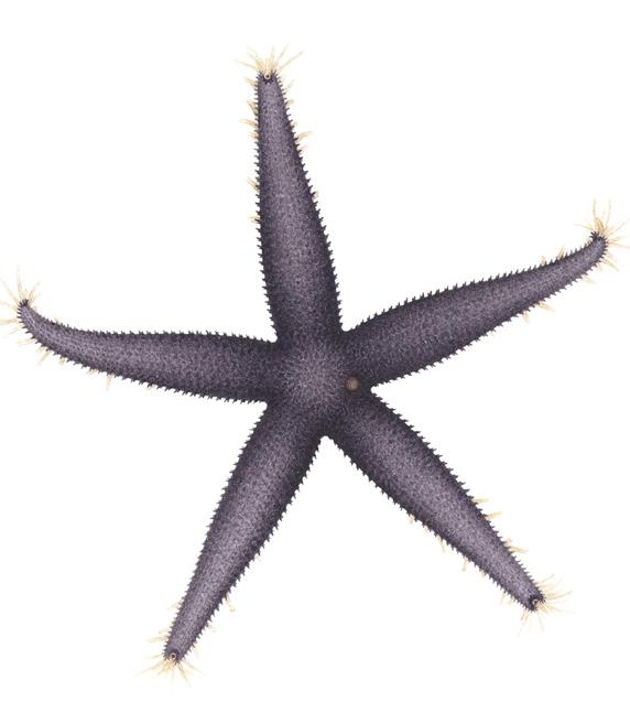 Vanlig sjöstjärna Asterias rubens LC Diameter upp till 50 cm, men vanligtvis runt 10 cm.