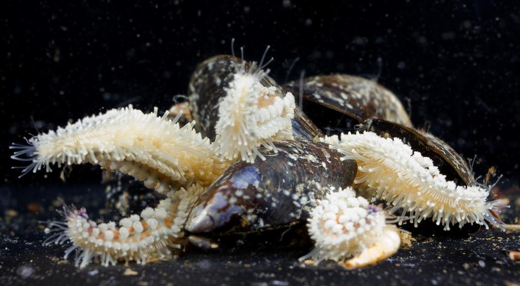 Så snart det blivit en liten öppning mellan skalhalvorna påbörjar sjöstjärnas matsmältningsenzymer nedbrytningen av musslan.