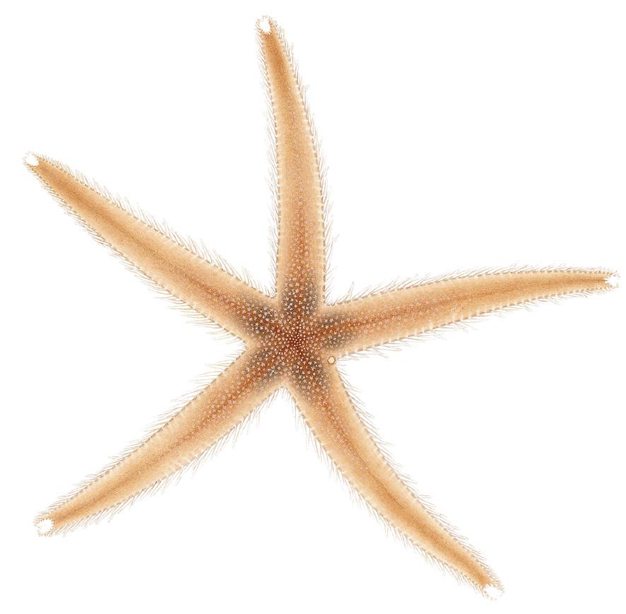 Femarmad sprödstjärna Luidia sarsi LC Diameter upp till 13 cm. Översidan är rödbrun med vita armspetsar och undersidan är blekare.