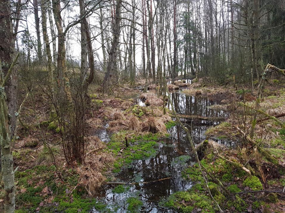 djupare vatten i framförallt fuktstråket närmare åkern. Det är troligt att en stor del av populationen som leker i kärret upphåller sig i detta område under sommaren.