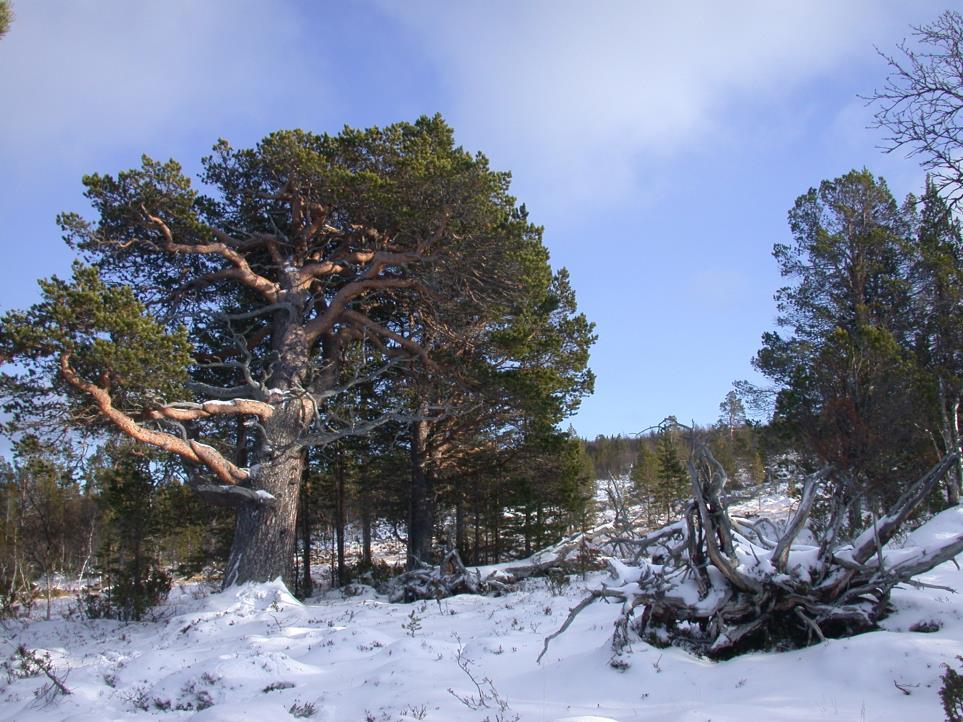 1 / 11 Beslut Datum 2017-02-13 511-6843-2016 Dnr (anges vid skriftväxling) Enligt sändlista Beslut för bildande av Skärvagsdalens naturreservat Uppgifter om naturreservatet Naturreservatets namn