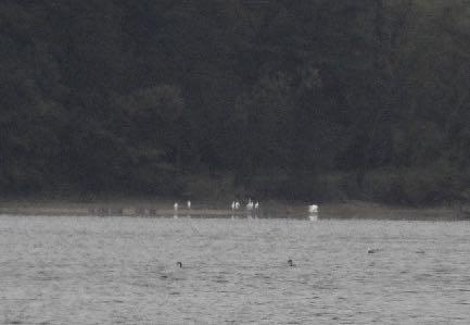 Ägretthägrar i fjärran (Monica Ahlberg) Gråhäger (1, 2, 3, 4) Vit stork (2) Hur många blev det nu vid Flyinge kungsgård? När vi upptäckte gödselstacken verkade de bli fler och fler.