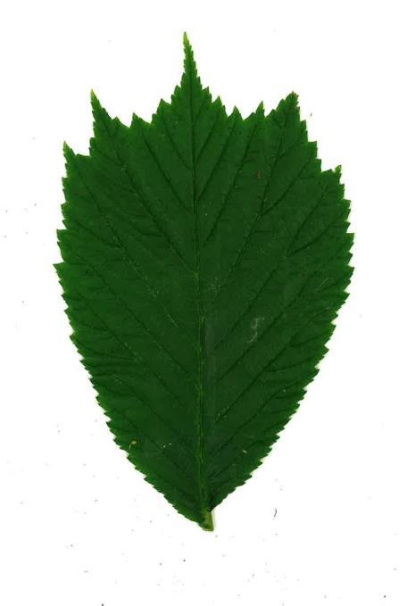 alm asp
