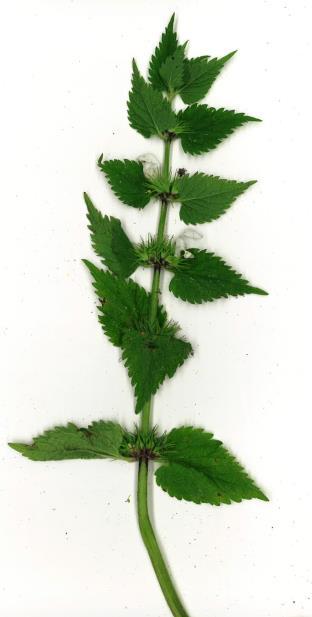 vitplister