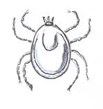 daggmask