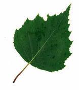 Skapa ett eget nyckelschema 1. Klipp ut ett set av bildkorten. Alla växter ligger i en grupp. Alla dessa är blad. 2. Klipp ut ett nytt set av bildkort.