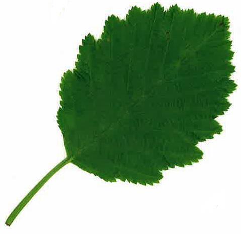 harsyra