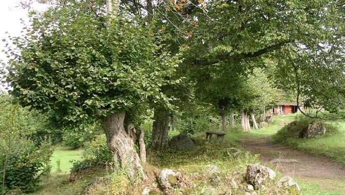 viss avundsjuka bland andra professorer i Uppsala. Sommaren 1748 har det gått så långt att Linné får en skriftlig tillsägelse av sin egen gynnare och vän Carl Hårleman.