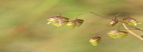 En rik biologisk mångfald har utvecklats i samspel mellan människan, betesdjuren och den vilda floran och faunan. Ängen och naturbetesmarken är några av de mest artrika markslag vi har i Sverige.