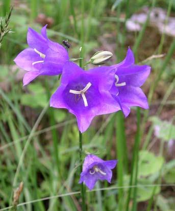 En rik örtflora ger också förutsättningar för en rik insektsfauna som i sin tur gynnar många andra djur, t.ex. fåglar. Idag har vi helt andra möjligheter till specialisering vid odling av fodergrödor.