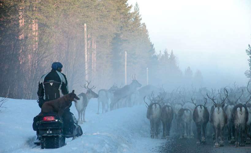 Lappländska resan 1732 Allt omkring mig lågo snöiga berg, jag gick på snön såsom om starkaste vintern.