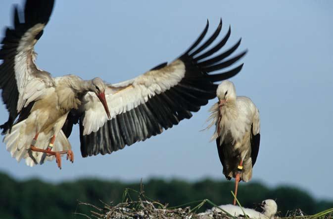 såg ut innan konstgödningens och täckdikningens tid, men på Hörjelgården, en naturskola i Skåne, försöker man återskapa det äldre jordbrukslandskapet.