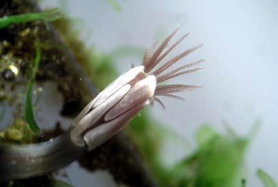 Besökande elever och allmänhet fick höra berättas om de olika organismerna, och om varför det skiljer sig så markant åt mellan de olika oceanavsnitten beträffande vilka organismer som fastnar på
