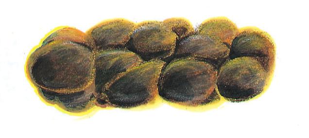 att pass ).))tu åsfsattpa oatrådvrsa( hre( tsttöunn tekkilil ikt nuts nötter (svåra få ut). Sausage-shaped Korvformad men but lumpy med klumpar.