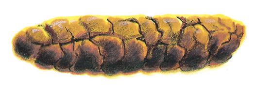 )ltouoåtfs tyth asaulm knea(,sretgndaek kanter att stool få ut). edges,(enkla a mushy.) متساوية (يسهل خروجها p ytyt ep 66 النوع.