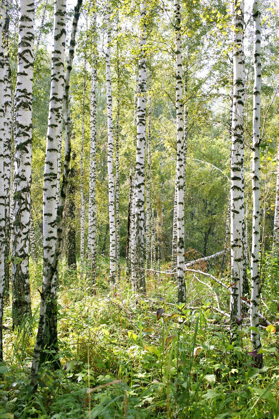 4 Onsdag 16 maj 2018 Välkommen till en magisk försommarkväll i en av Upplands vackraste folkparker!