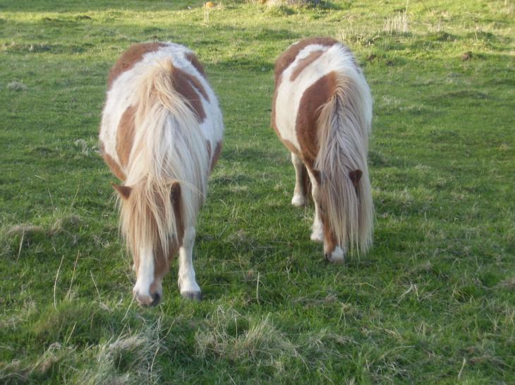 Bild 1. Hästar ska från 1 augusti 2009 få sitt behov av social kontakt tillgodosett, helst av artfränder.