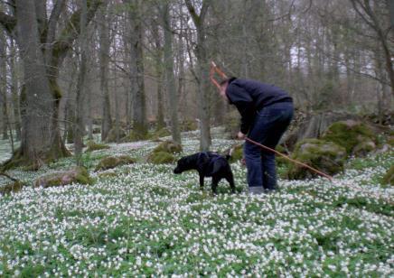 Spår för aktivering En aktiveringskurs för dig som vill lära din hund att följa ett personspår. Kursen anpassas individuellt efter varje ekipage och är ej tävlingsinriktad.