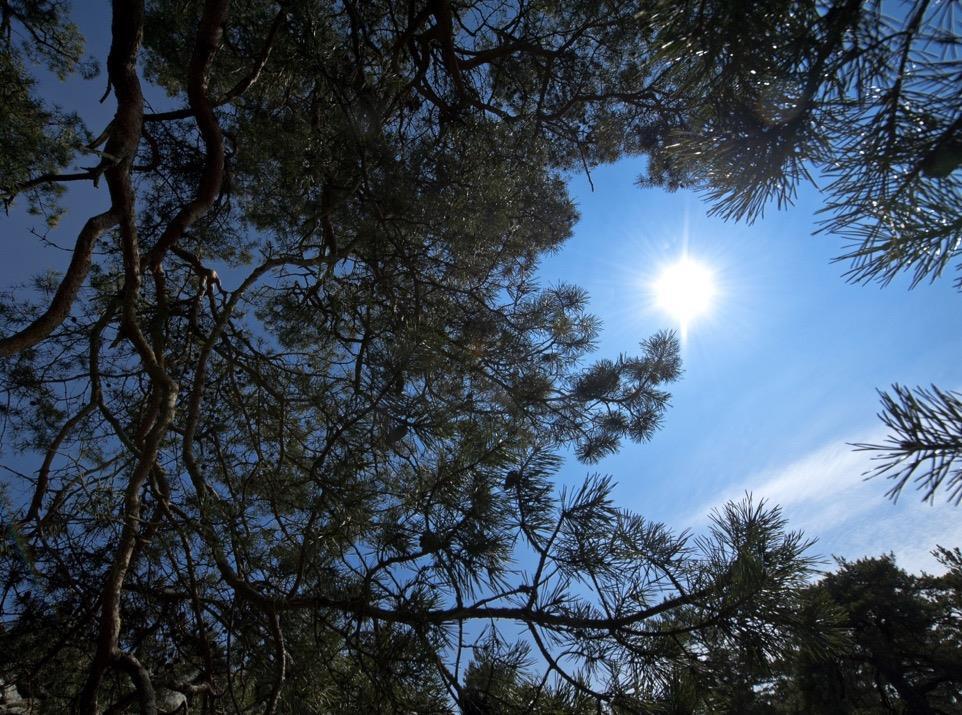 17 17 Framtiden för SunPine AB FRAMTIDEN FÖR SUNPINE AB VI SER LJUST PÅ FRAMTIDEN Attraktiva och Förnyelsebara produkter VI HAR STARKA