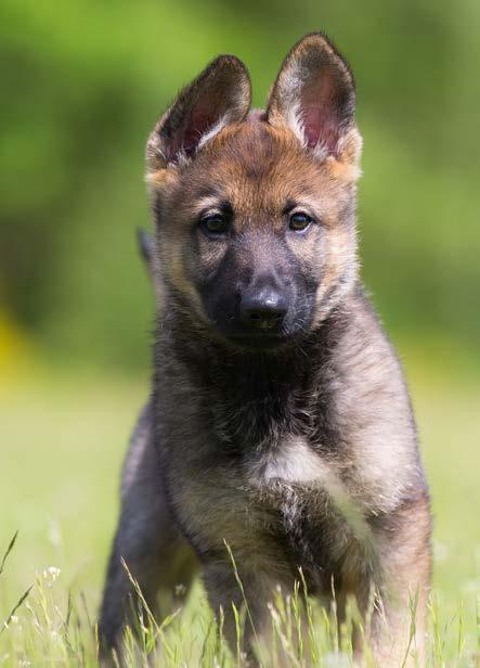 Ditt eget försäkringsbolag! Det här är försäkringsvillkoret för din försäkring Sveland Hund Olycksfall.