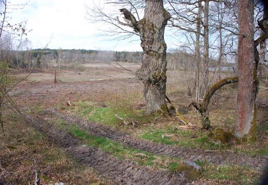 År 2007-2008 avverkade Holmen Skog AB flera granplanterade åkrar och återskapade på så sätt den forna landskapsstrukturen med de gamla brynen. Under samma period har stängsel satts upp runt området.