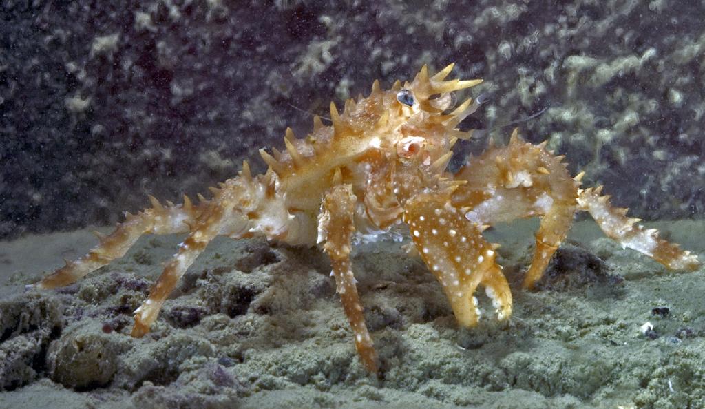 Trollkrabban är ingen äkta krabba, och den skiljer sig från dessa genom att det bakersta benparet är förkrympt och inte syns uppifrån.