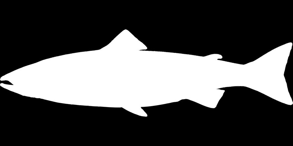 Den vuxna laxens huvudföda är större kräftdjur och småfisk medan laxynglen äter larver och mindre kräftdjur. Under lekvandringen uppströms äter laxen vanligtvis ingenting.