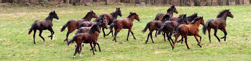 SVENSK TRAVSPORTS ÅRSSTATISTIK 0 AVKOMMOR I PREMIELOPP VARMBLOD Deltagande hästar i premielopp för varmblod födda år 009.