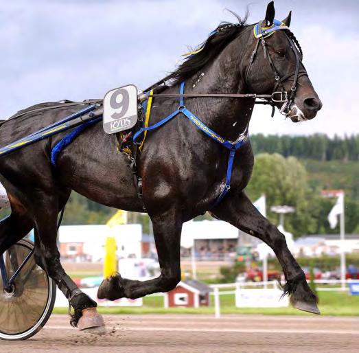 Balder Håkon Jo Höiby Kongen Idenors Tindex Järvsöfaks Järvsöviking Karlängs Elden Keik Jo Klack Jo Lomar Lome Elden Lome Kongen Lumjor Lundfrigg Lykke Gutten Moe Odin Mörtvedt Jerkeld Orr Virus